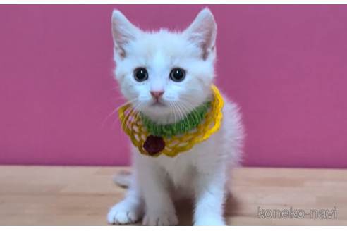 成約済の東京都のマンチカン-100753の6枚目